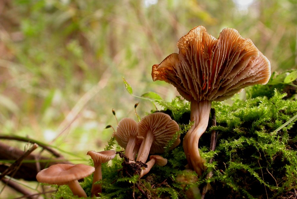 Lyophyllum lanzonii?